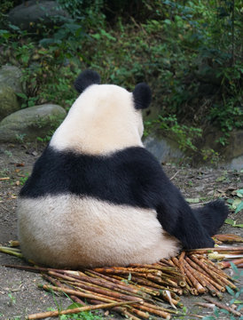 Fototapeta Back of giant panda sitting outdoor eating bamboo shoot