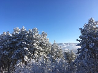 деревья в инее в горах Алтая