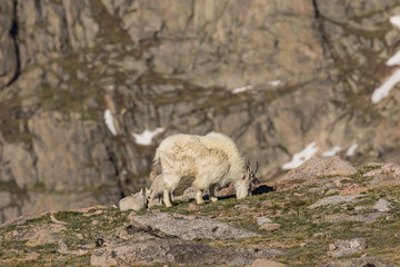 Mountain Goat Nanny and Kids