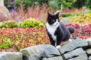 domestic cat in city arctic park in Reykjavik