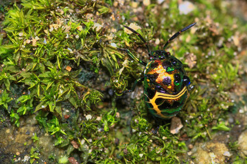 green lady bug on grass or Jewel beetle, Metallic wood-boring beetle, Buprestid - Powered by Adobe
