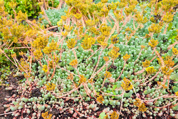 tundra plants in laugardalur park in Reykjavik