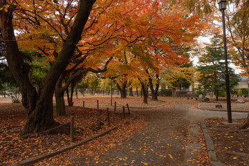 Colorful autumn in the park