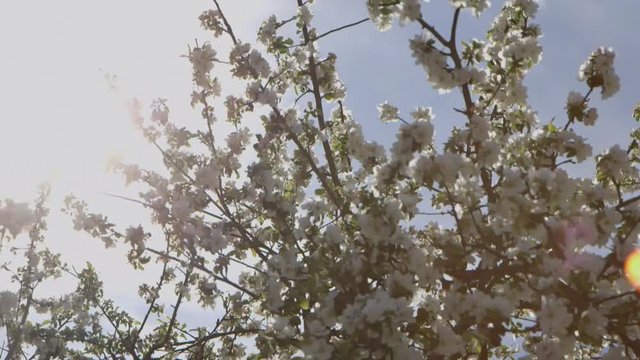 Flowering Tree in Spring
