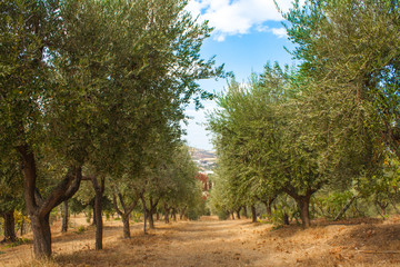 Olive Trees Garden, with Olives on the Branches, Nature Background