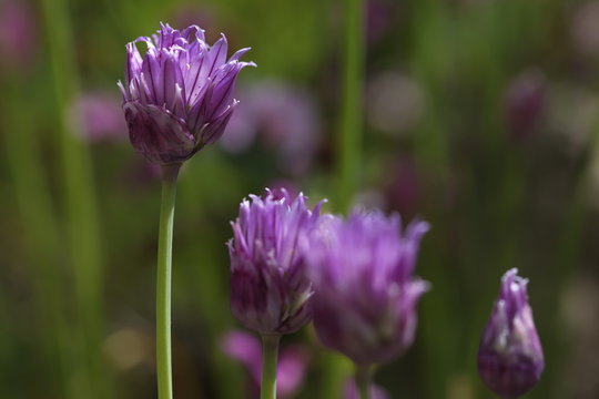 Chives with a couple of blossoms in a garden