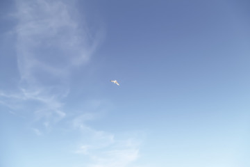 Sea Gull in the blue sky