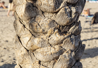 Close up of the bark of a palm tree