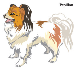 Papillon vector illustration