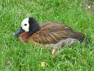Ente