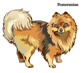 Pomeranian vector illustration