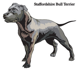 Fototapeta premium Staffordshire Bull Terrier vector illustration