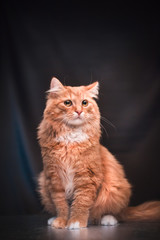 ginger cat in studio furry awesome cool cute eyes fluffy