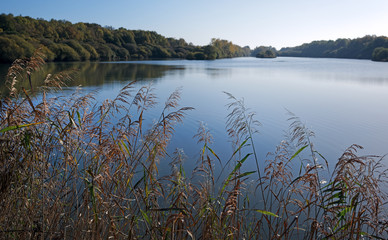 pond of Bourgneuf  in Rambouillet forest