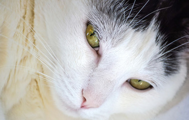 Close up of sleeping beauty white cat