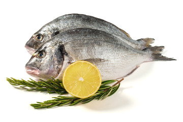 Raw fresh dorado fish with lemon and rosemary. Healthy food. Isolated on white background.