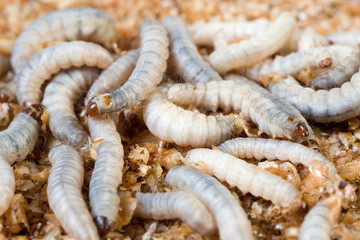 Larven der Wachsmotte, die Wachsmottenraupen