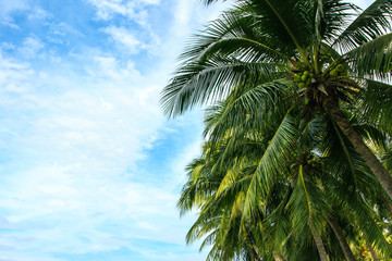 Fototapeta premium Coconut palm trees against a beautiful blue sky with copy space.