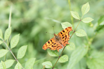 Papillon Robert-le-diable ou  Gamma