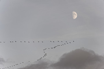 Cranes flying south with moon