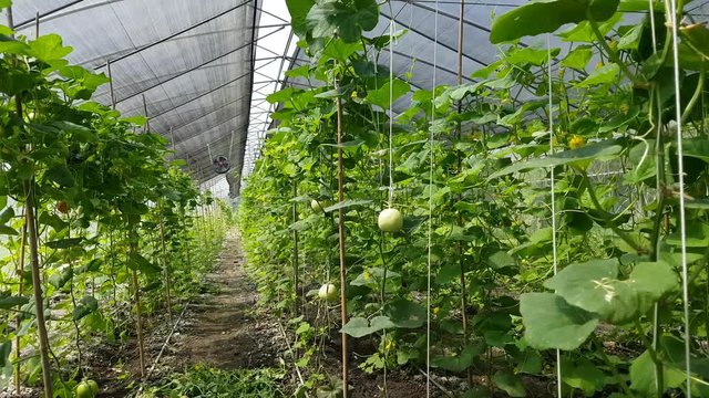 Wax gourd in an organic green house

