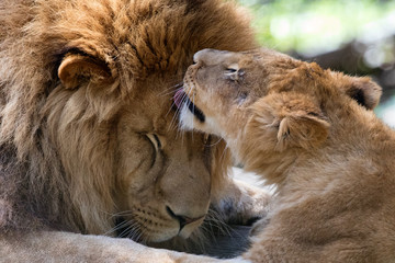 Tendre Lion