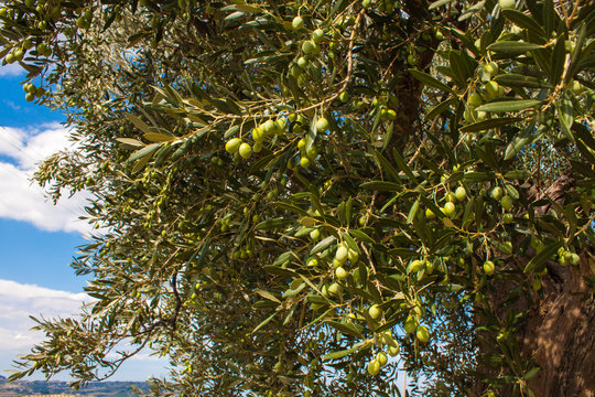 Olive Trees, with Olives on the Branches, Nature Background