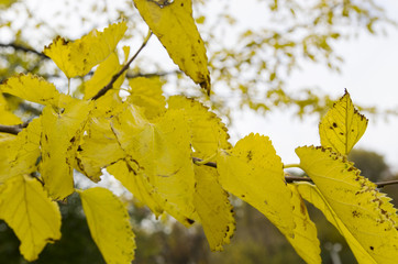 Autumn leaves on branches of mulberry