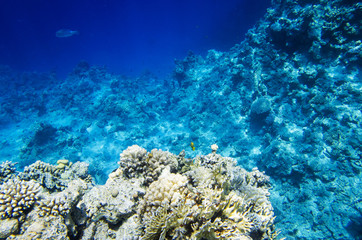 Landscape of the seabed with coral