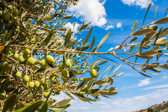 Olive Trees, with Olives on the Branches, Nature Background