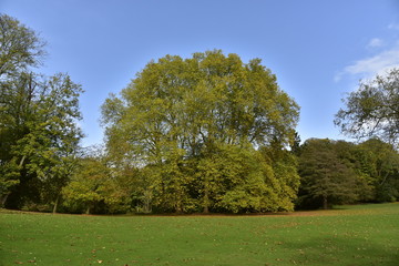 Spécimen remarquable en boule à la pelouse du bout de l'étang de l'Orangerie au Jardin Botanique National de Belgique à Meise