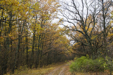 Fototapeta na wymiar Primer road in the autumn forest. Landscape