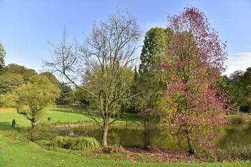 L'arbre à feuillage couleur bordeaux au bout de l'étang de l'Orangerie au Jardin Botanique National de Belgique à Meise