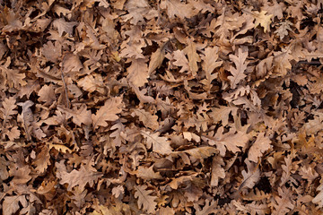 Oak leaves. The view from the top