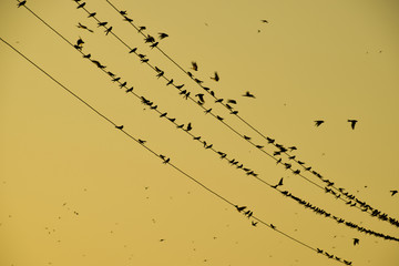 Silhouettes of swallows on wires. at sunset wire and swallows