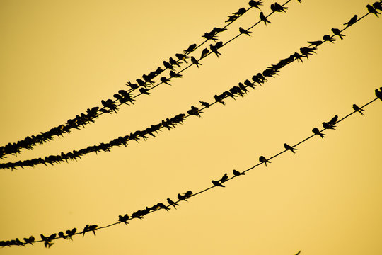 Silhouettes of swallows on wires. at sunset wire and swallows