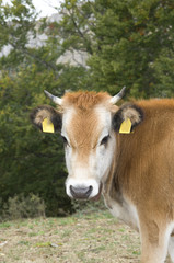 Fototapeta premium One white brown cow with bell