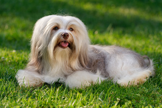 Cheerful chocolate sable colored havanese dog is lying in the grass - Show Champion - Powered by Adobe