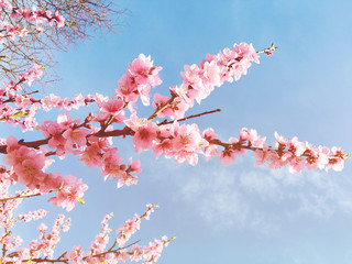 Cherry tree branch bud bud in bloom background as a beautiful spring flower blooming 