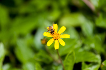 Honey Bee on Yellow Weed Blossom