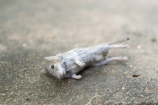 Cloes up dead rat isolated on cement floor