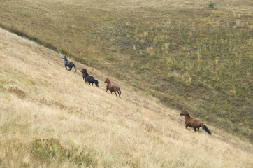 Fototapeta na wymiar Herd of Wild Galloping Horses Running