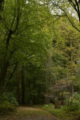 Chemin sous un feuillage dense en automne au Jardin Botanique National de Belgique à Meise