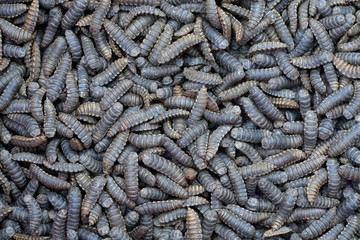 Larvae Hermetia illucens, the black soldier fly