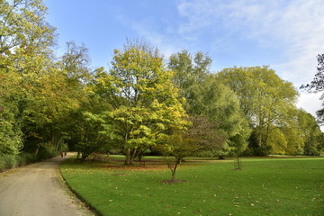 Arbres à feuillage dorée au Jardin Botanique National de Belgique à Meise