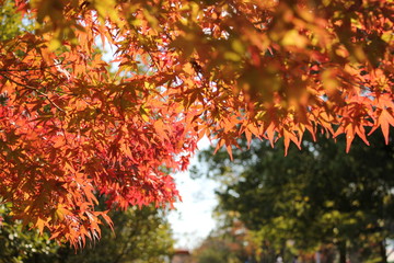 紅葉と小道