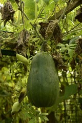 Variétés de potirons attachés sur une structure aux Jardin Botanique National de Belgique à Meise