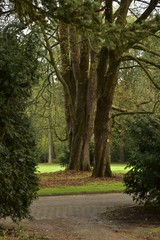 Fototapeta premium Cèdres du Liban majestueux aux Jardin Botanique National de Belgique à Meise