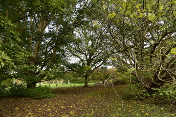 Les nombreuses variétés d'arbres en automne au Jardin Botanique National de Belgique à Meise