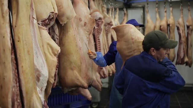 Pork carcasses hanging on hooks in a meat factory. Pigs in slaughterhouse. Half pork hanging from the rail transport.